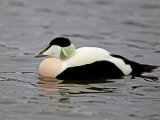 Eider