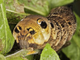 Elephant Hawk-moth Caterpillar