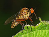 Empis livida
