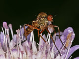 Empis opaca