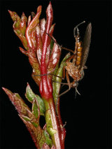 Empis stercorea
