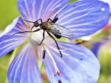 Empis tessellata