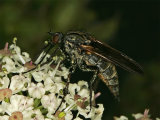 Empis tessellata