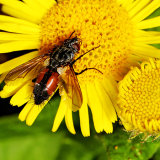 Eriothrix rufomaculata