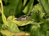 Golden-bloomed Grey Longhorn