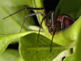 Steatoda bipunctata