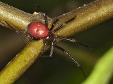 Steatoda bipunctata