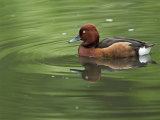 Ferruginous Duck (Aythya nyroca)