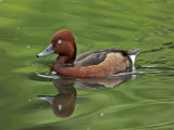 Ferruginous Duck (Aythya nyroca)