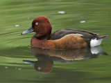 Ferruginous Duck (Aythya nyroca)