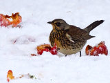 Fieldfare (Turdus pilaris)