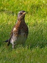 Fieldfare (Turdus pilaris)