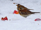 Fieldfare (Turdus pilaris)