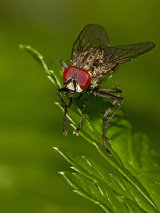 Flesh Fly