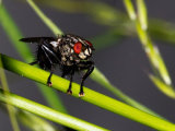 Flesh Fly