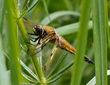 Four-spotted Chaser