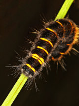 Fox Moth Caterpillar
