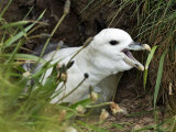 Fulmar (Fulmarus glacialis)