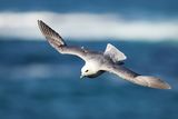 Fulmar (Fulmarus glacialis)