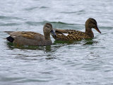 Gadwall