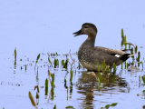 Gadwall