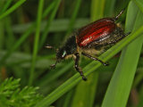 Garden Chafer