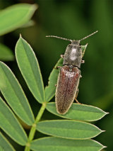 Athous haemorrhoidalis