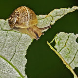 Garden Snail