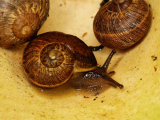 Snails
