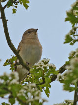Garden Warbler (Sylvia borin)