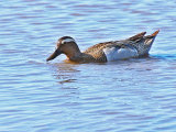 Garganey
