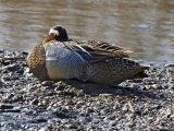 Garganey
