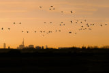Geese Over Farlington Marshes