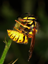 German Wasp