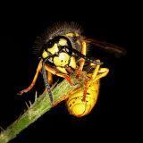 German Wasp