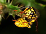 German Wasp