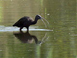 Glossy Ibis