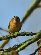 Goldcrest (Regulus regulus)
