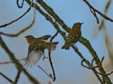 Goldcrest (Regulus regulus)