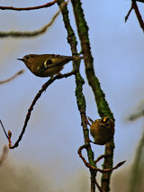 Goldcrest