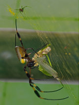 Golden Orb-weaver Spider