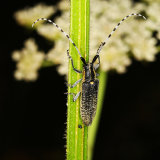Golden-bloomed Grey Longhorn