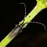 Golden-bloomed Grey Longhorn