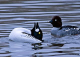 Goldeneye