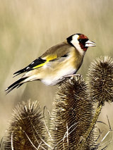 Goldfinch (Carduelis carduelis)