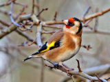 Goldfinch (Carduelis carduelis)
