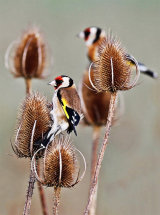 Goldfinch (Carduelis carduelis)