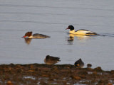 Goosander 