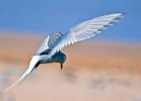 Arctic Tern