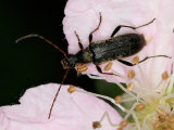 Longhorn Beetles